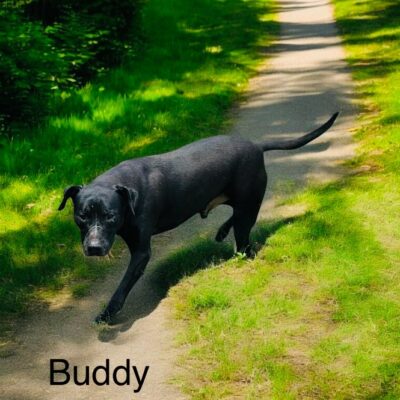 BUDDY