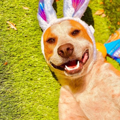 Crossed Paws Pet Rescue