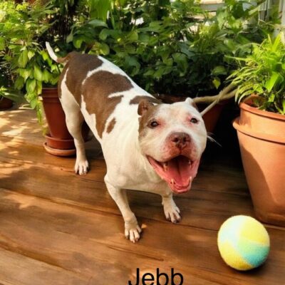 Jebb