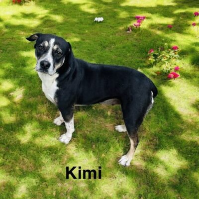 Kimi