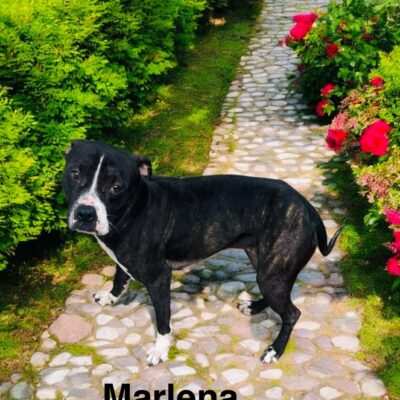 Marlena