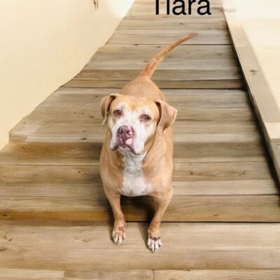 TIARA