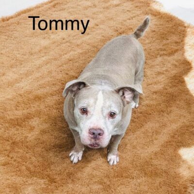 Tommy