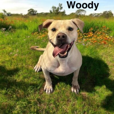 Woody