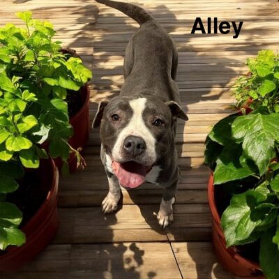 Alley