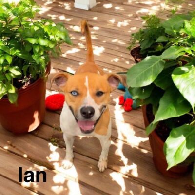 Ian