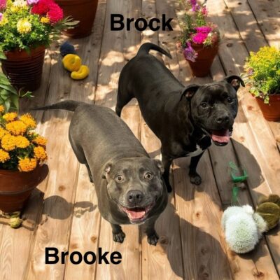 Brooke  and Brock (bonded pair)