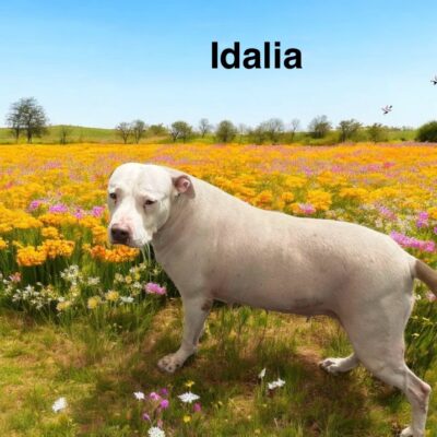 Idalia