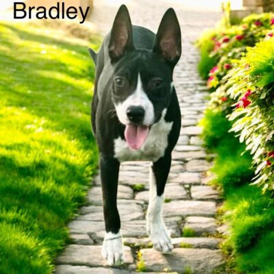 Bradley