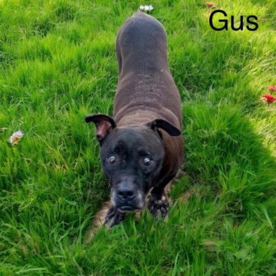 Gus