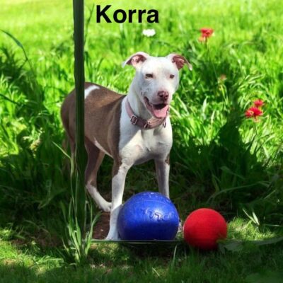 Korra