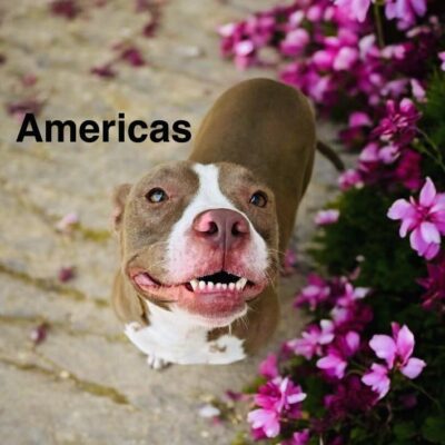 Americas