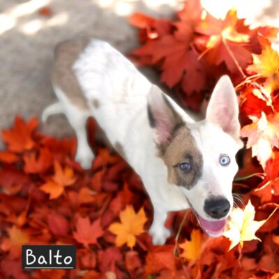 Balto