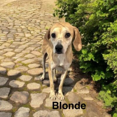 Blondee