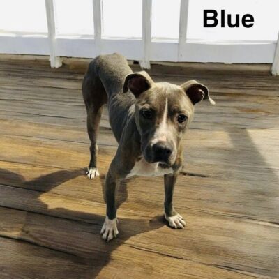 Blue