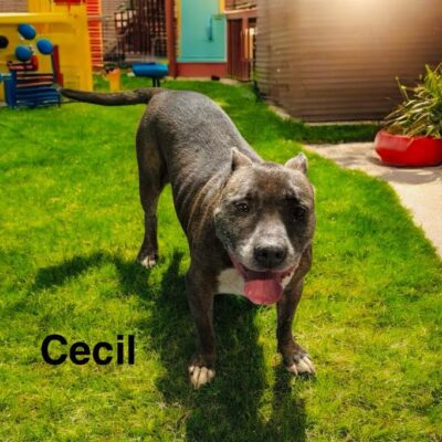Cecil
