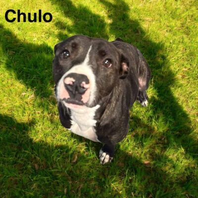 Chulo