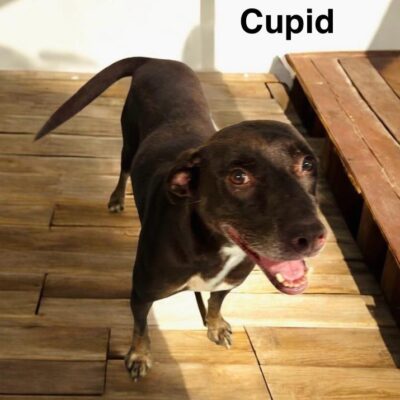 CUPID