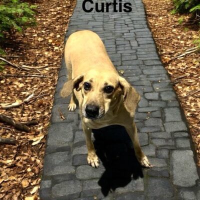 Curtis