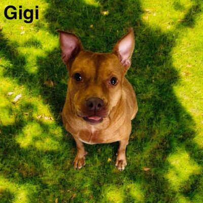 Gigi