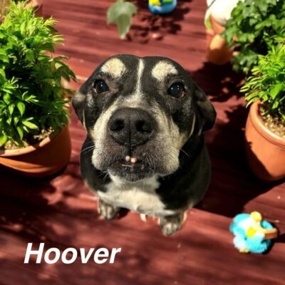 Hoover