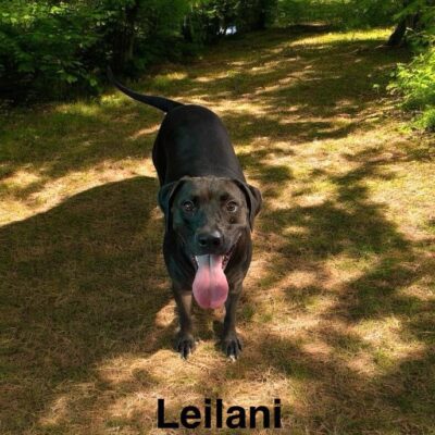 Leilani