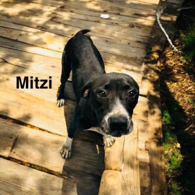 Mitzi