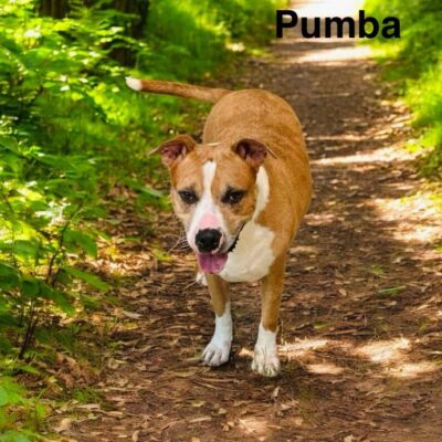 Pumba