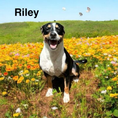 Riley