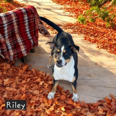 Riley