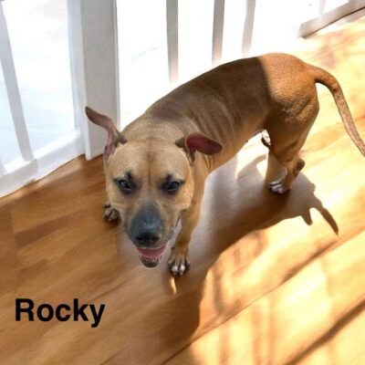 Rocky