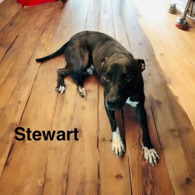 Stewart