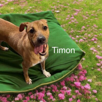 Timon