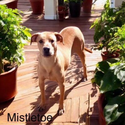 Mistletoe