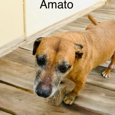 Amato