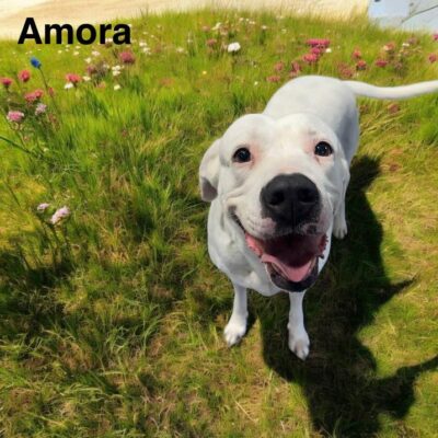 Amora
