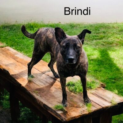 Brindi