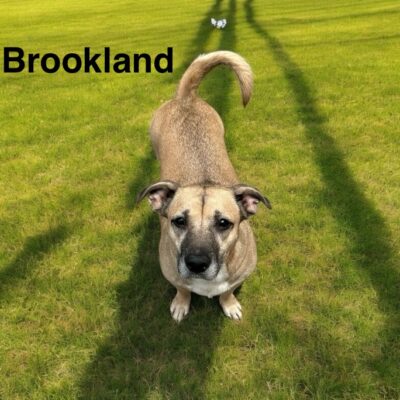 Brookland