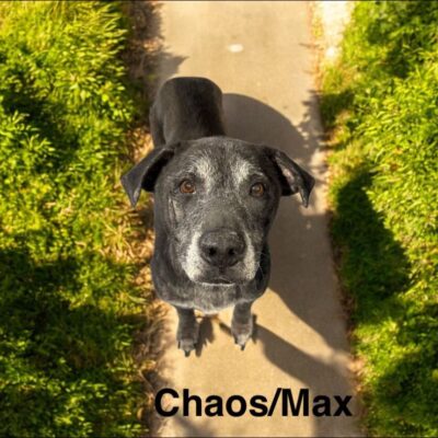 Chaos/Max