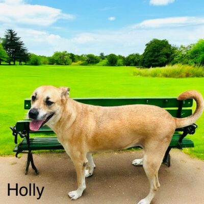 holly