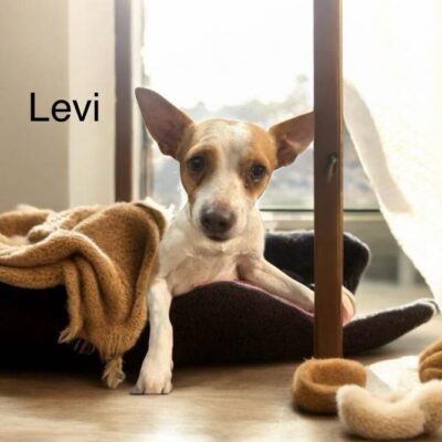 Levi