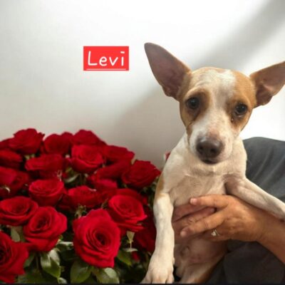 Levi