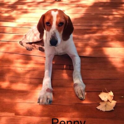 Penny