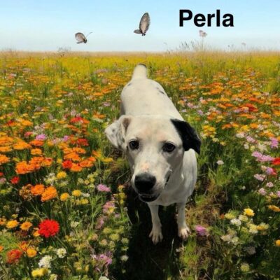 Perla