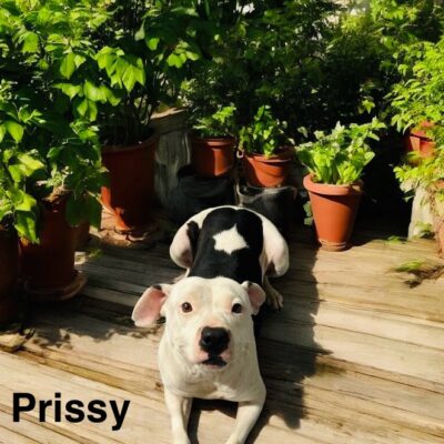 Prissy