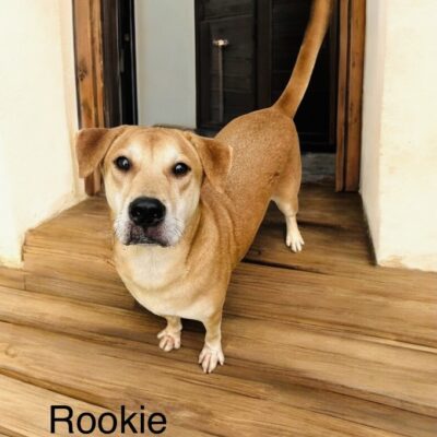 Rookie