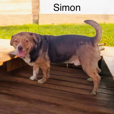 Simon