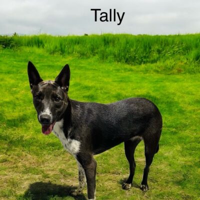 Tally