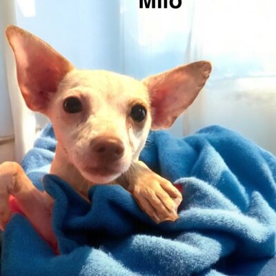 milo