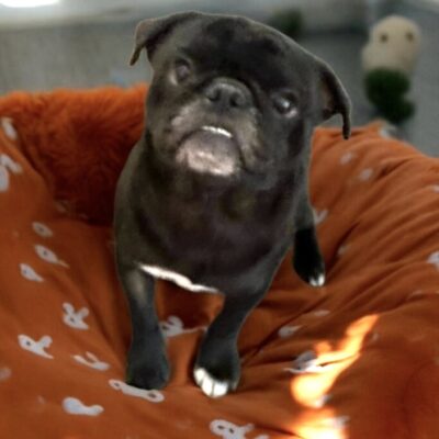 Pugsley